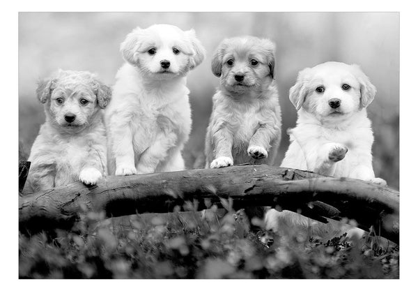 Fotomurale - Four Puppies