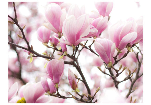 Carta da parati - Rami di magnolia in fiore