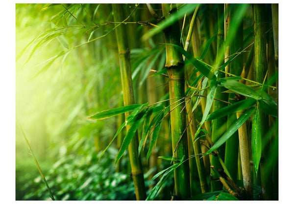 Carta da parati - giungla - bambù