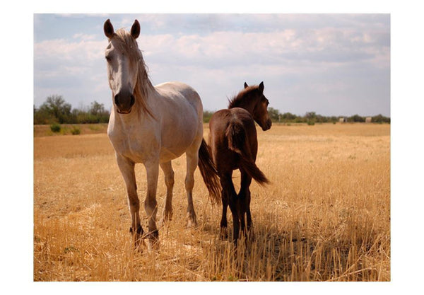Carta da parati animali - Cavallo e puledro