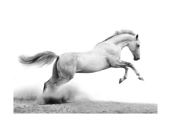 Carta da parati animali - White gallop