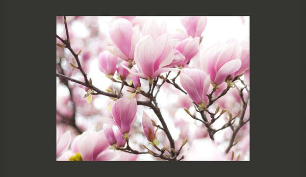 Carta da parati - Rami di magnolia in fiore