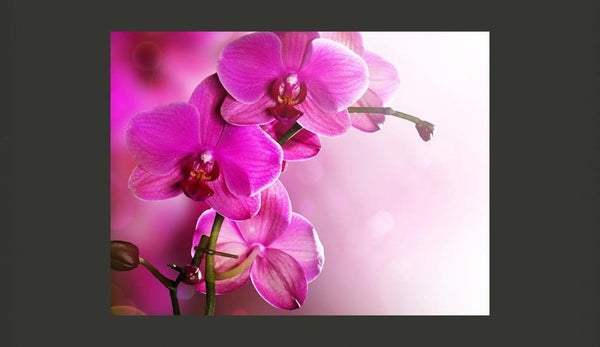 Carta da parati - Un'orchidea rosa