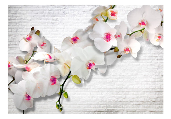 Carta da parati - Wall full of orchids