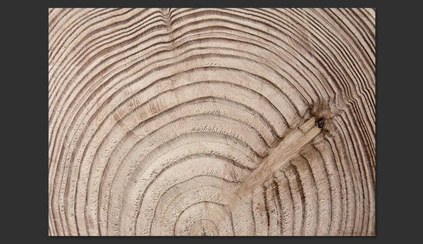 Carta da parati effetto legno - Cerchio d'albero