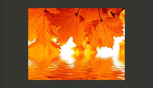 Carta da parati - foglie - autunno