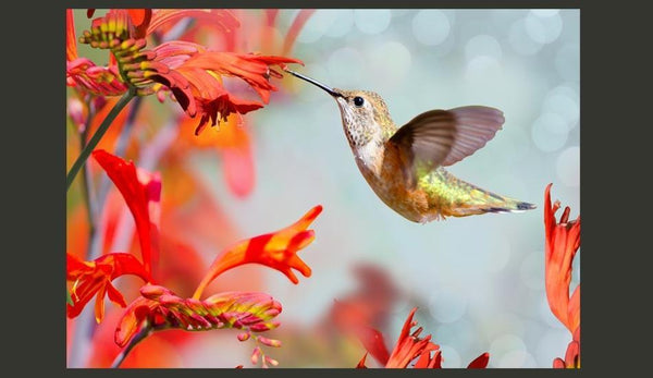 Carta da parati animali - Volo del colibrì