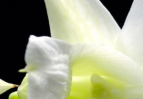 Quadro su tela - Orchidee malinconici