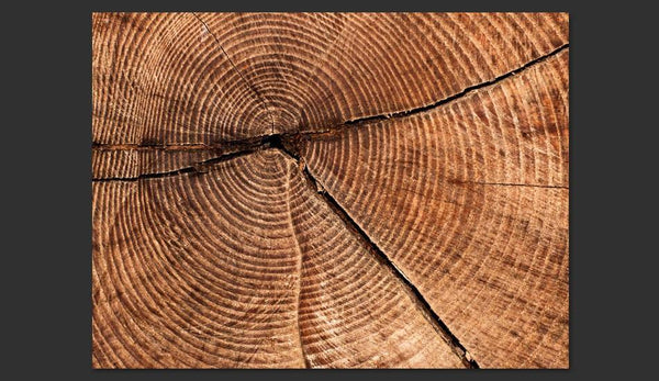 Carta da parati effetto legno - Sezione trasversale di un tronco