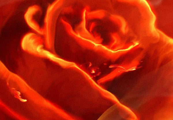 Quadro su tela - Flaming Rose