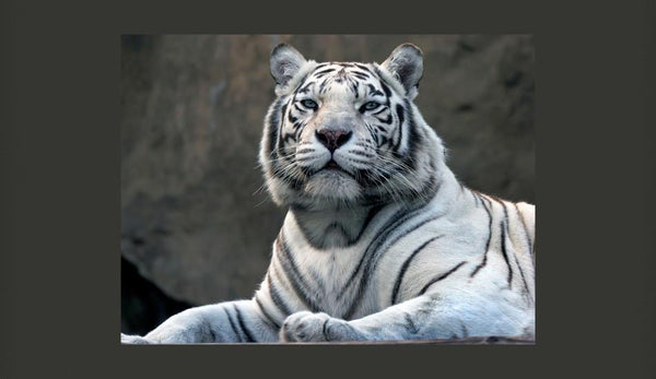 Carta da parati animali - Tigre bengala allo zoo
