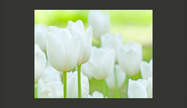 Carta da parati - Un campo di tulipani bianchi