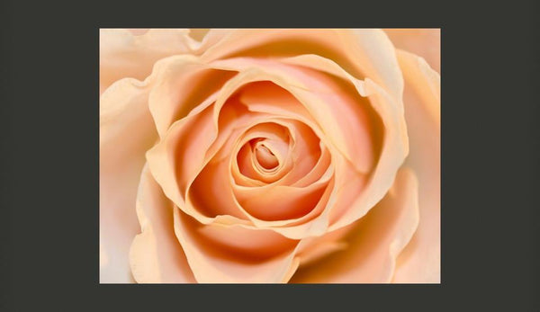 Carta da parati - Peach-colored rose