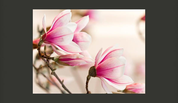 Carta da parati - Branch of magnolia tree