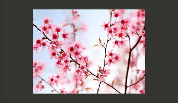 Carta da parati - Simboli del Giappone: fiori di sakura