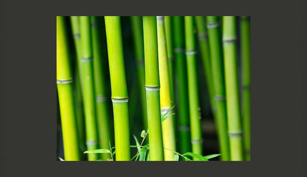 Carta da parati - Bambù