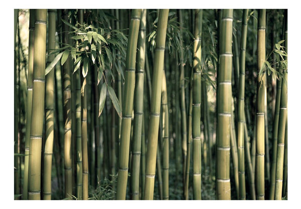 Carta da parati - Bamboo Exotic