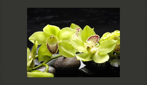 Carta da parati - Still life with pebble and orchid