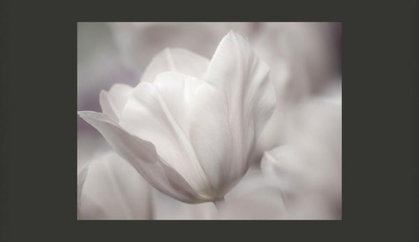 Carta da parati - Tulip - black and white photo