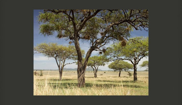 Carta da parati - Alberi d'acacia - Parco Nazionale del Serengeti, Africa