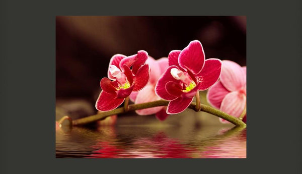 Carta da parati - Fiori d'orchidea riflessi nell'acqua