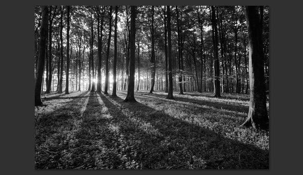 Carta da parati - The Light in the Forest