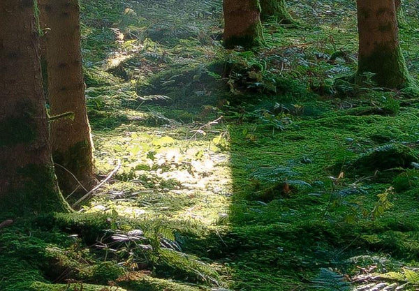 Quadro su tela - Fairytale Forest