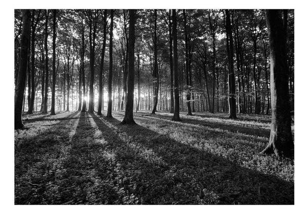 Carta da parati - The Light in the Forest