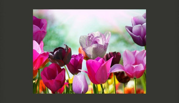 Carta da parati - Un giardino a primavera con tulipani