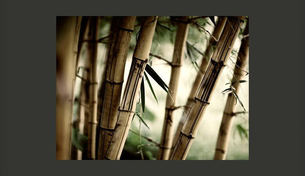 Carta da parati - Fog and bamboo forest