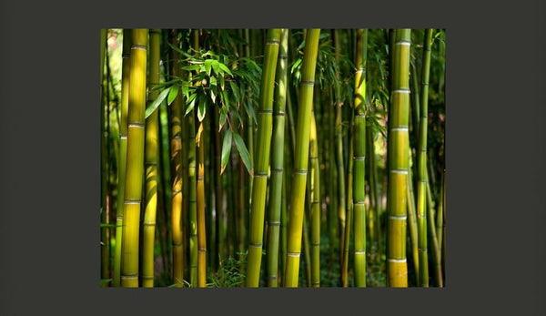 Carta da parati - Asiatica foresta di bambù