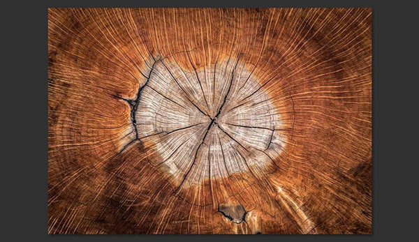 Carta da parati effetto legno - The Soul of a Tree